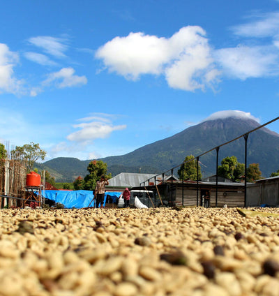 Highlighting Coffee from Indonesia