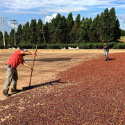 São Paolo & Paraná | Brazil | Dark Roast Coffee