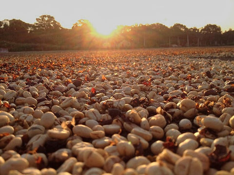 São Paolo & Paraná | Brazil | Dark Roast Coffee