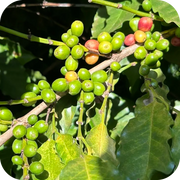 São Paolo & Paraná | Brazil | Dark Roast Coffee