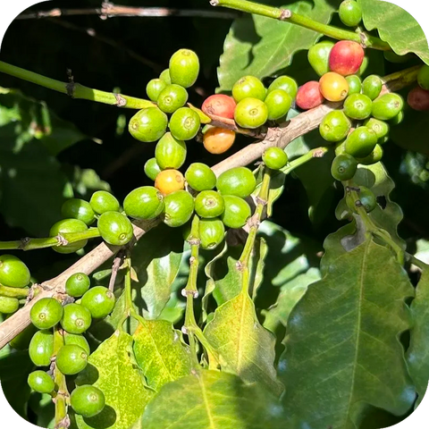 São Paolo & Paraná | Brazil | Dark Roast Coffee