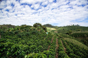 Huila Coocentral | Colombia | Medium Roast Coffee