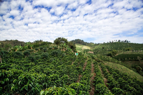 Huila Coocentral | Colombia | Medium Roast Coffee