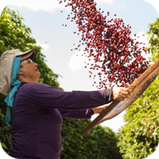 São Paolo & Paraná | Brazil | Dark Roast Coffee