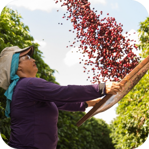São Paolo & Paraná | Brazil | Dark Roast Coffee