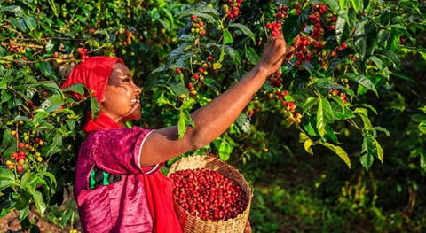 Decaf Huila | Colombia | Washed EA Decaf Coffee