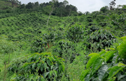 Decaf Huila | Colombia | Washed EA Decaf Coffee