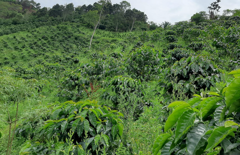 Decaf Huila | Colombia | Washed EA Decaf Coffee