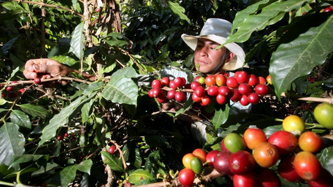 Decaf Huila | Colombia | Washed EA Decaf Coffee
