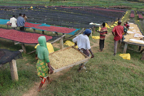 Bensa Sidama | Ethiopia | Medium Roast Coffee