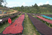 Bensa Sidama | Ethiopia | Medium Roast Coffee