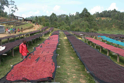 Bensa Sidama | Ethiopia | Medium Roast Coffee
