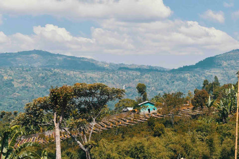 Bensa Sidama | Ethiopia | Medium Roast Coffee