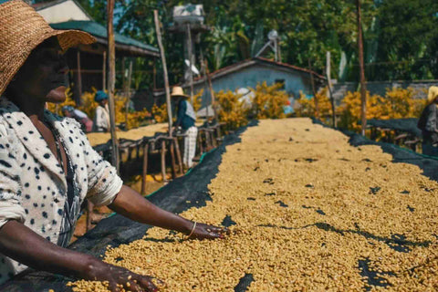 Bensa Sidama | Ethiopia | Medium Roast Coffee