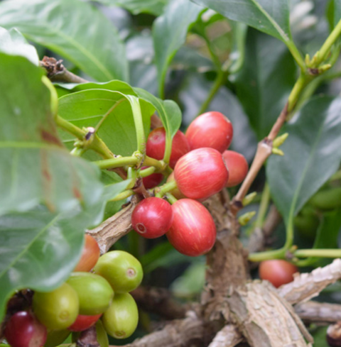 HiFi Series: La Piragua Natural | Colombia | Light Roast Coffee